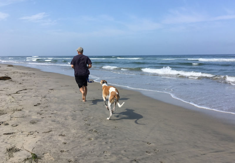 A brown-and-white dog running down a beach with a person.